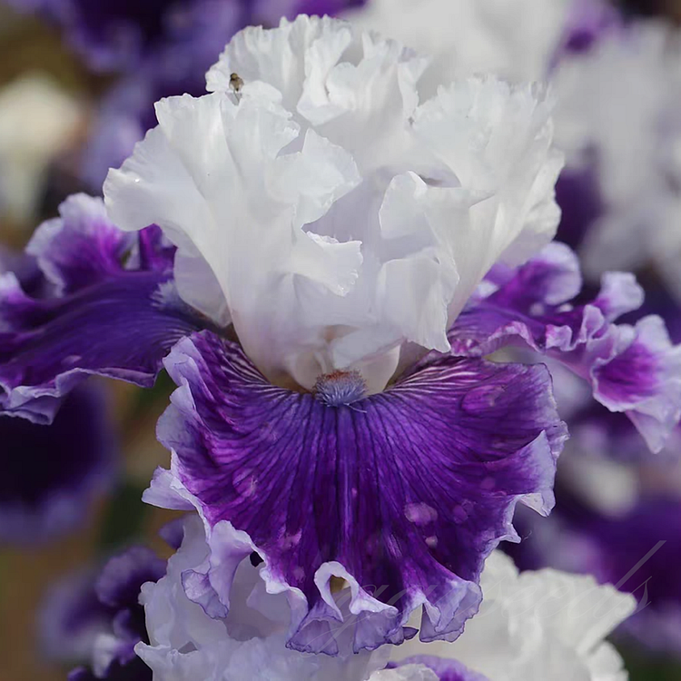 German Iris Bulbs